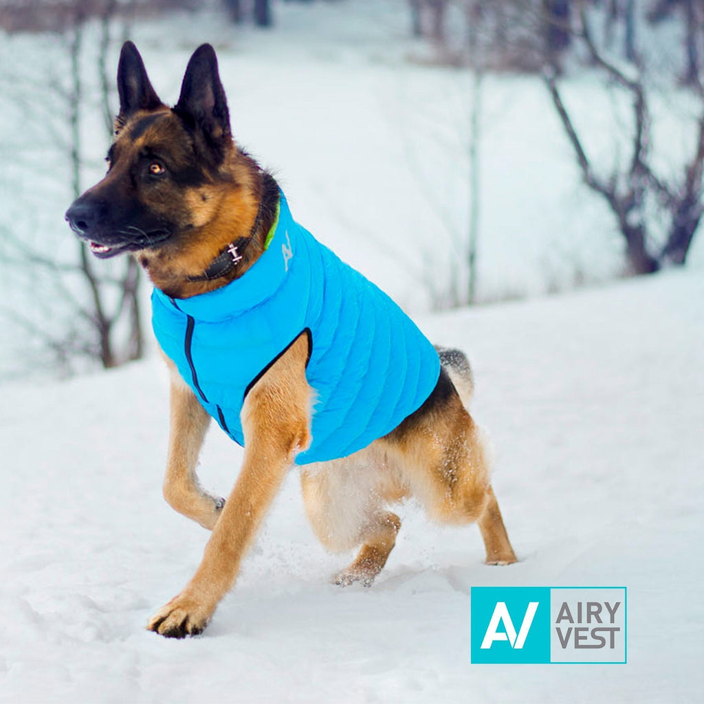 Airy Vest Casaca Reversible Negra / Celeste - Pet Fashion