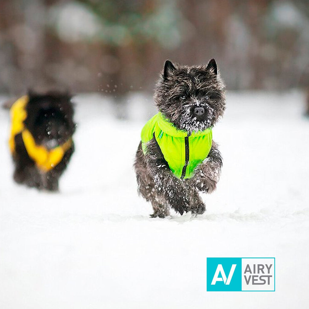 Airy Vest Casaca Reversible Verde / Negro - Pet Fashion