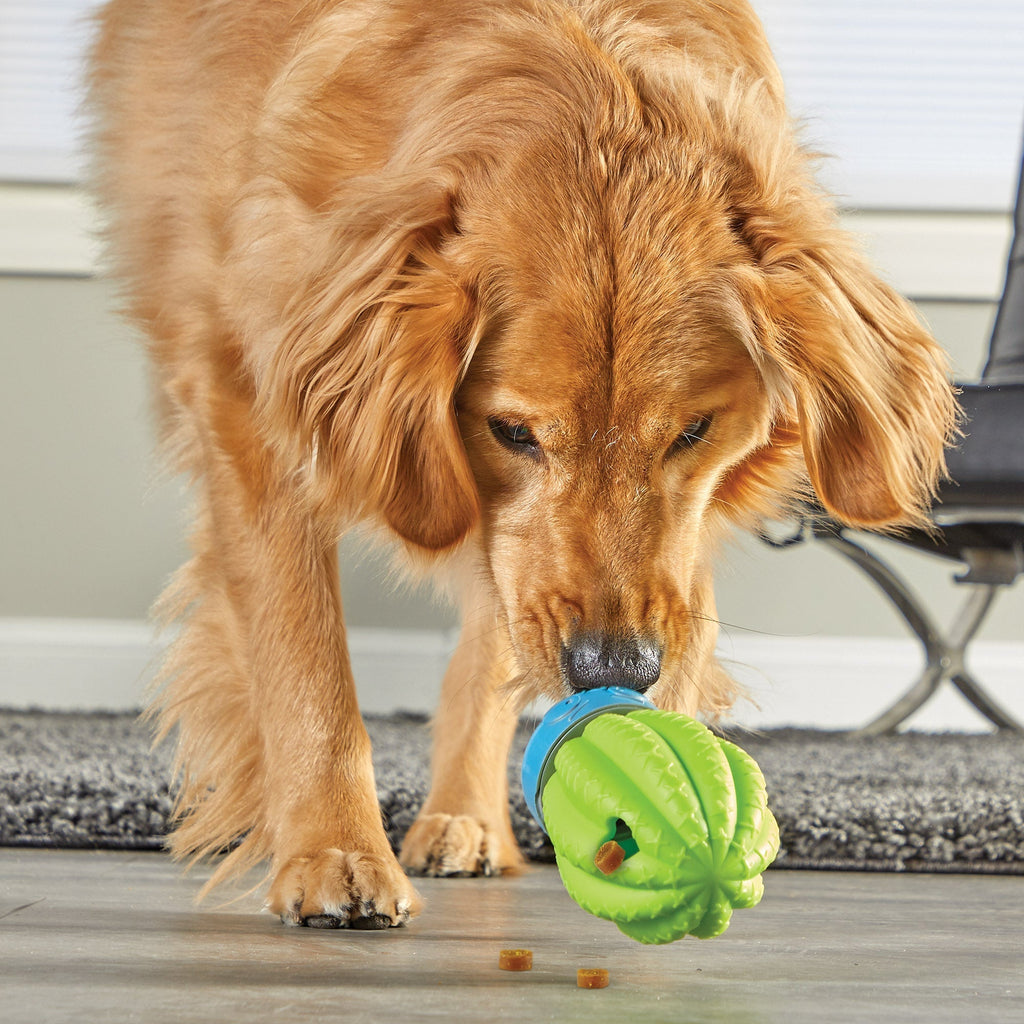 Cactus Surprise Treat Dispenser juguete de entrenamiento para perro - Pet Fashion