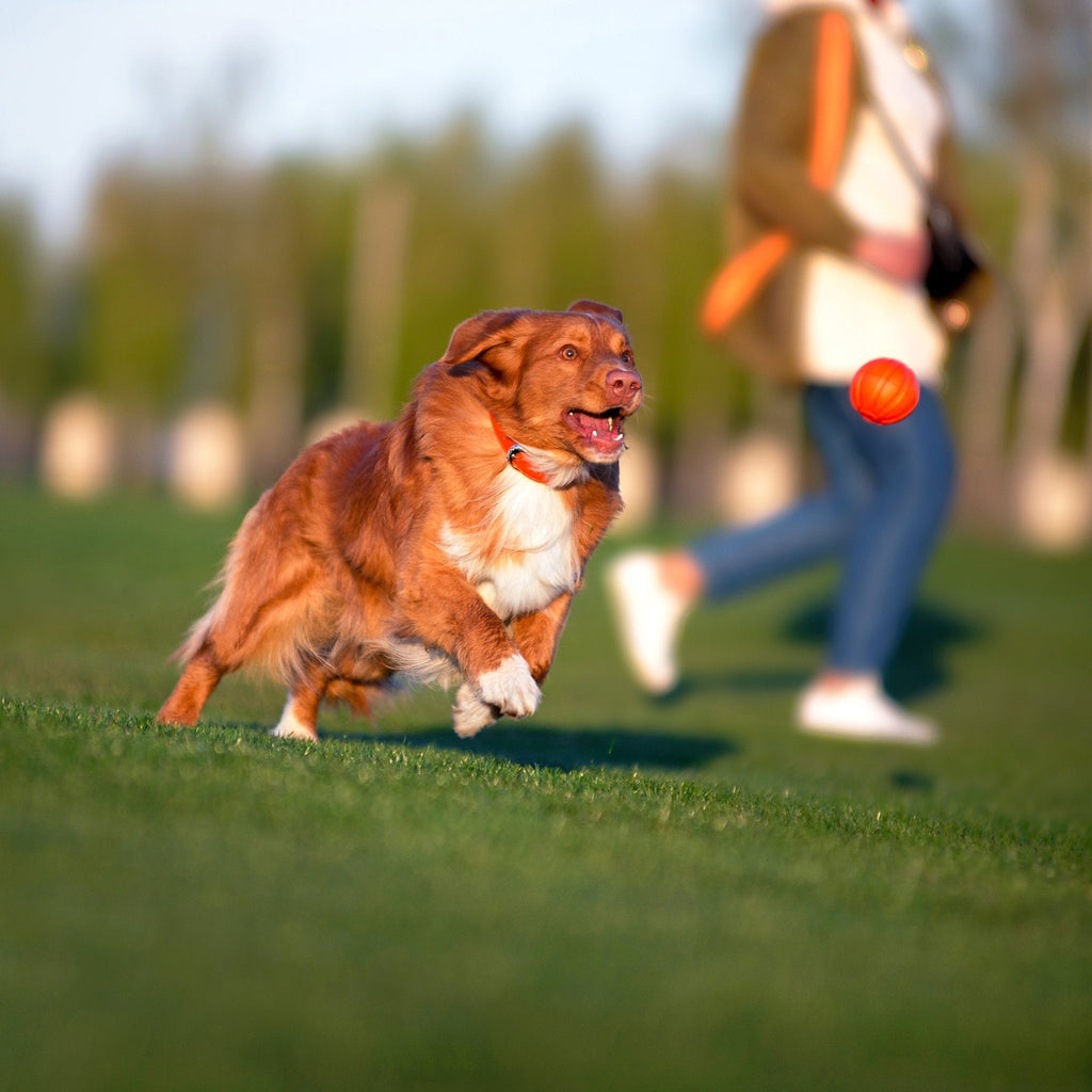 Liker 9 Pelota para razas grandes - Pet Brands