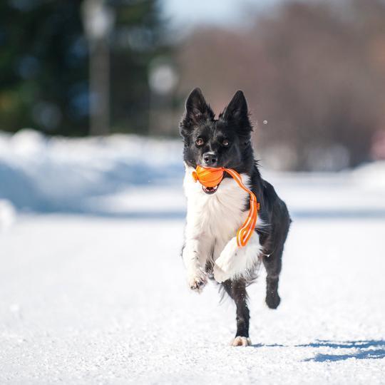 Liker Line 9 Pelota con Cinta para razas grandes - Pet Brands